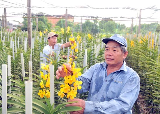 A farmer in his orchid farm in Cu Chi district, HCMC (Photo: SGGP) A farmer in his orchid farm in Cu Chi district, HCMC (Photo: SGGP)